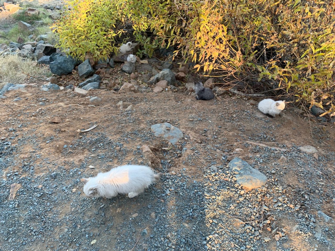 Collins Lake Kittens