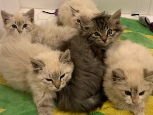 Collins Lake Kittens in Sacramento