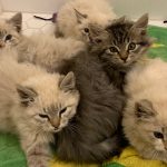 Collins Lake Kittens in Sacramento