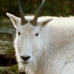 Group logo of CCMG Members